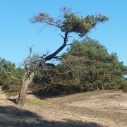 Stixer Wanderdüne