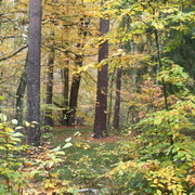 Wald