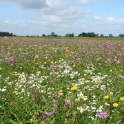 Blühende Stromtalwiese