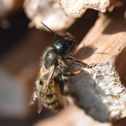 Osmia Bicornis