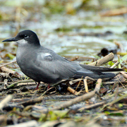 Trauerseeschwalbe im Portrait