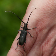 Kleiner Eichenbock