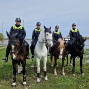 Polizeireiterstaffel 2023 am Hafen Neu Darchau