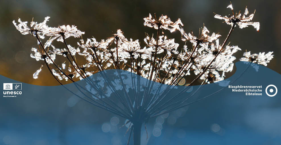 Doldengewächs im Winter