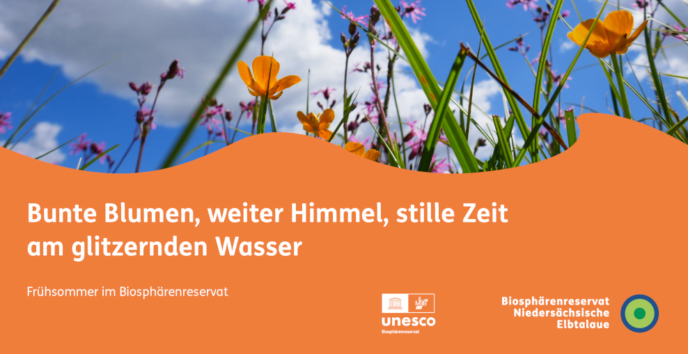 Wiese mit Blumen