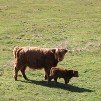 Schottische Highland-Rinder