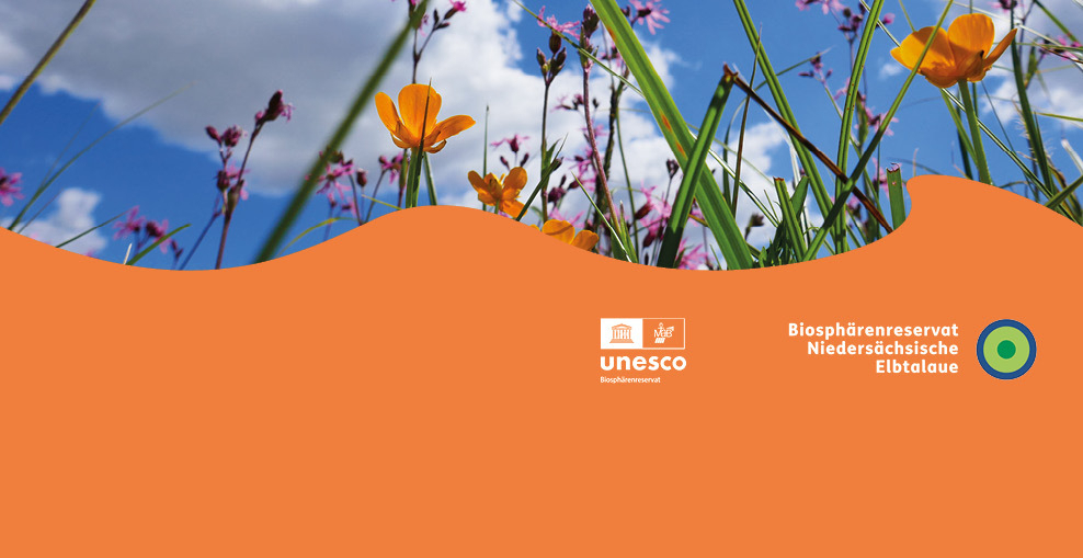 Artikel-Slider mit Blumenwiese
