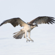 Fischadler im Flug
