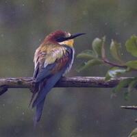 Ein Bienenfresser sitzt auf einem Ast.