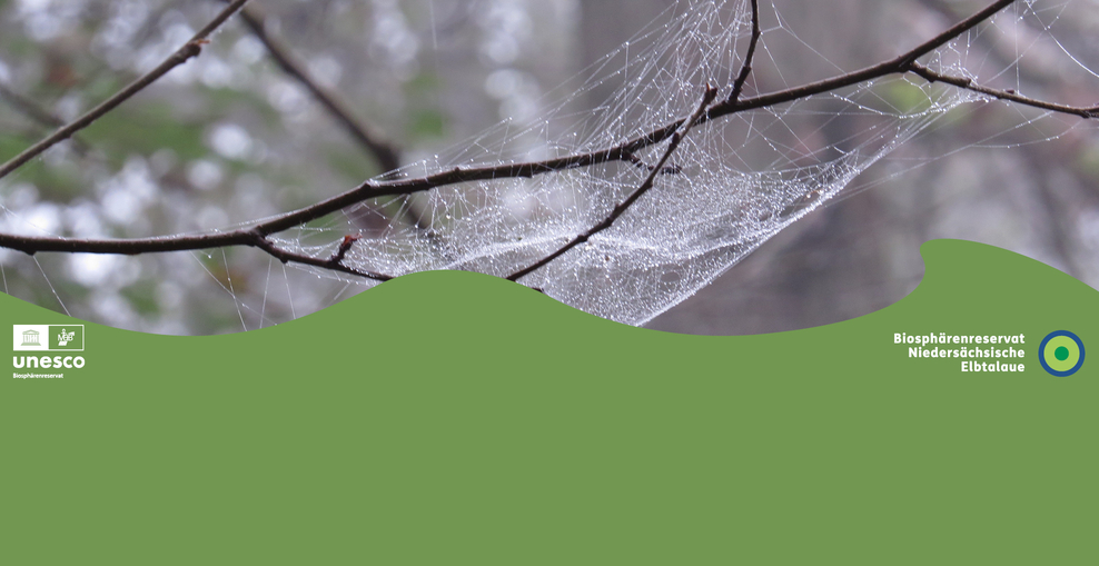 Auf dem Bild ist ein Spinnennetz an einem Zweig zu sehen.