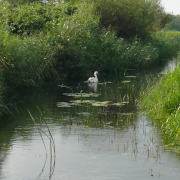 Das Bild zeigt einen Schwan auf dem Fluss Seege.