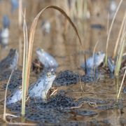 Das Bild zeigt Moorfrösche und Laich.