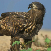 Seeadler