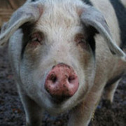 Buntes Bentheimer Landschwein