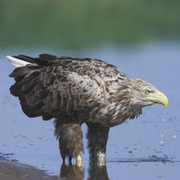 Seeadler