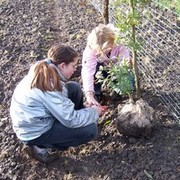 Kinder pflanzen einen Baum